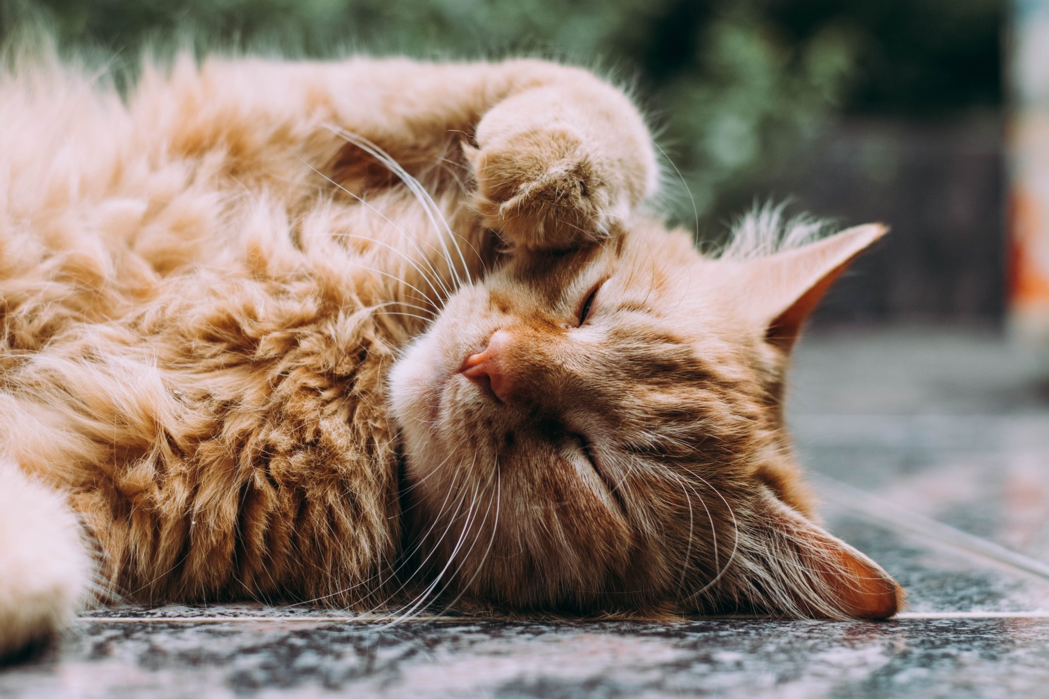 Katze hustet beim Schnurren woher es kommen kann und was du tun kannst katzenschlau.de