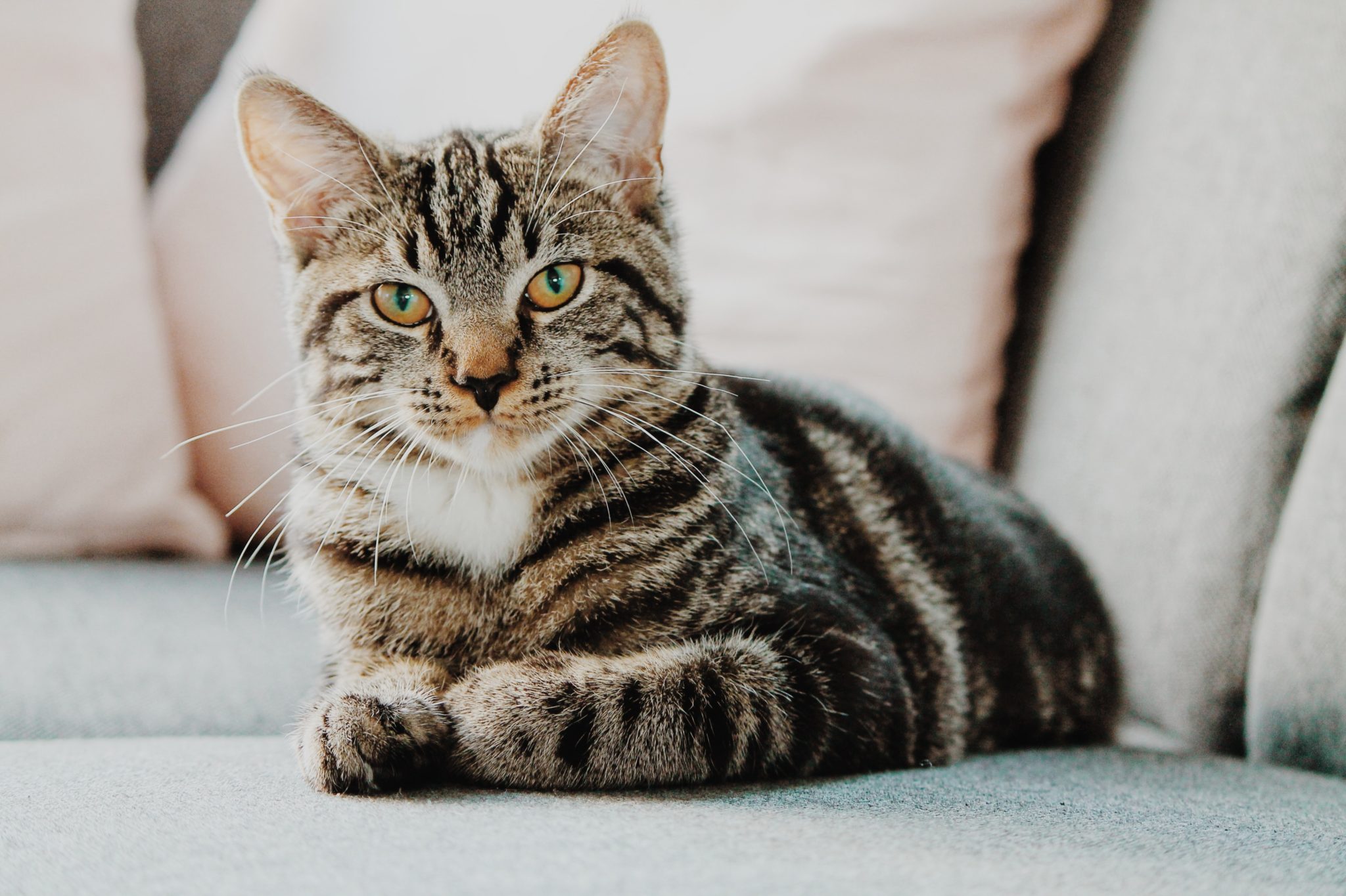 Katze hustet beim Schnurren woher es kommen kann und was du tun kannst katzenschlau.de