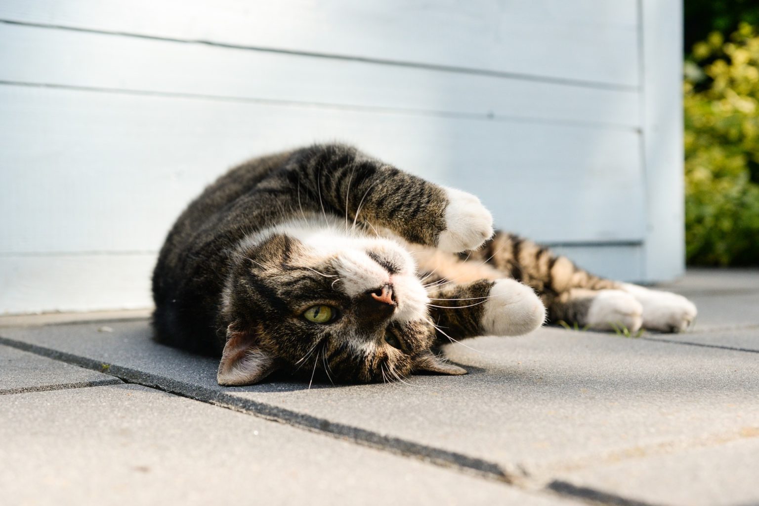 Meine Katze hat immer eine nasse Nase katzenschlau.de
