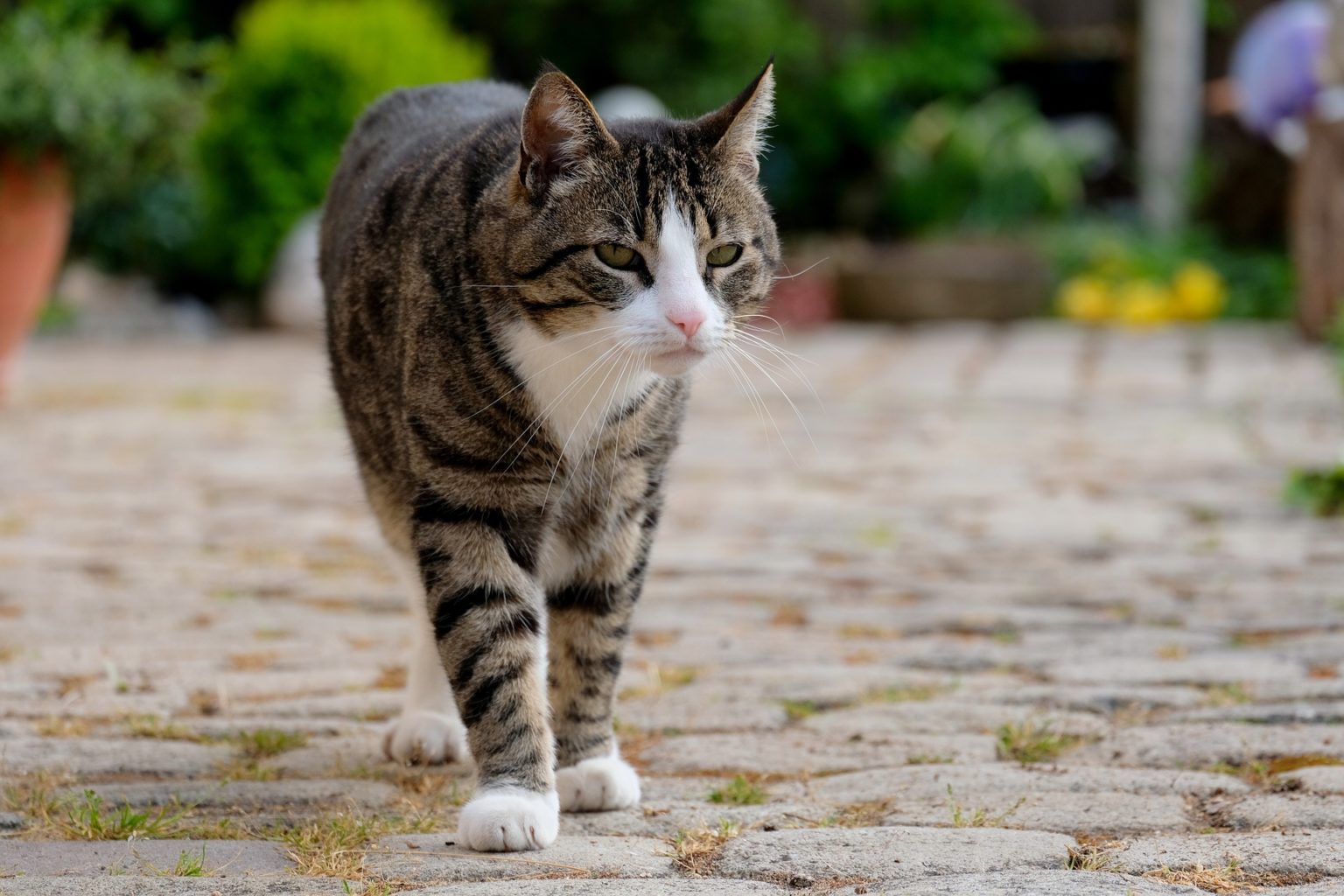 Katze ist weg, wie lange hoffen? katzenschlau.de