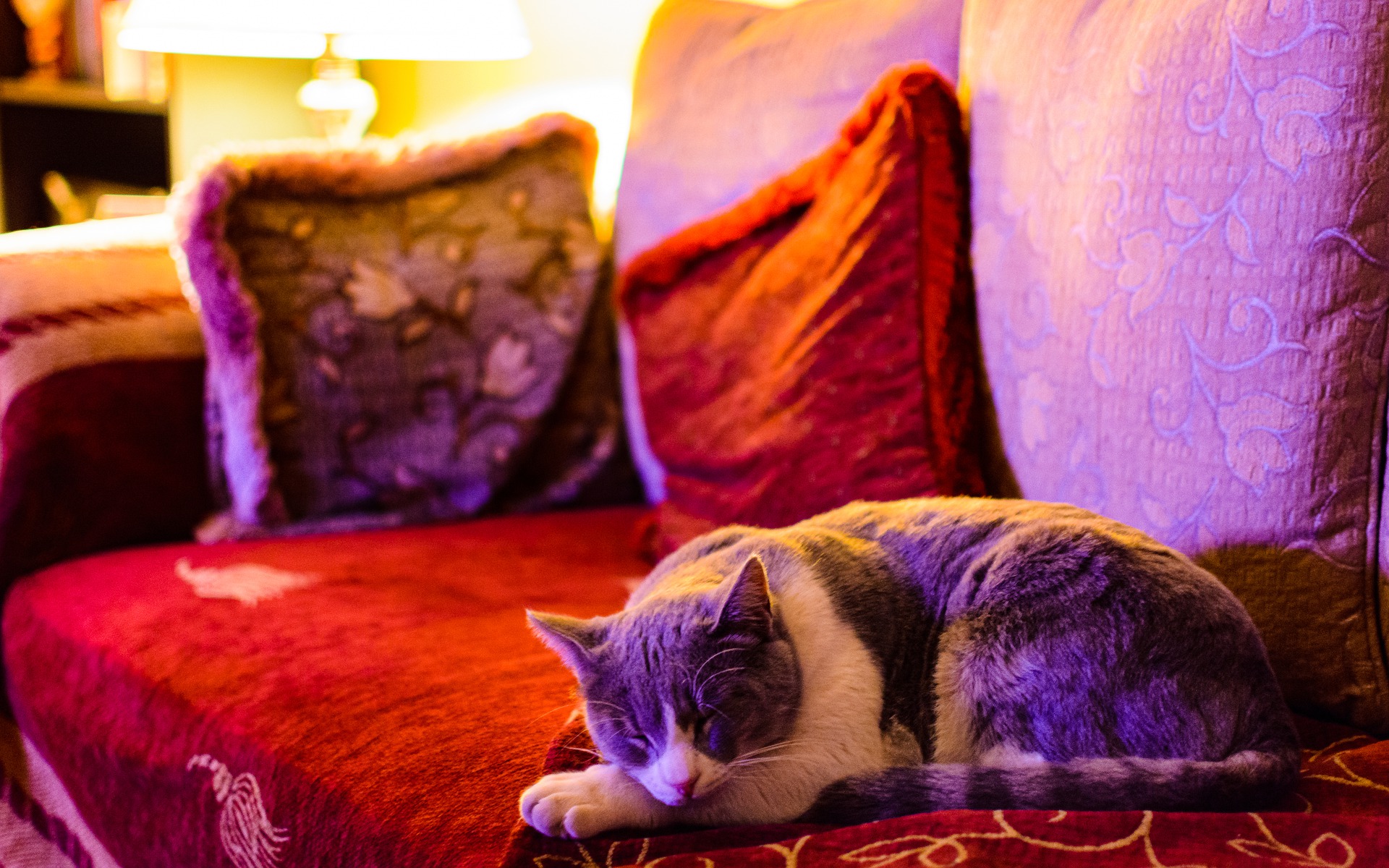 Meine Katze Ist Heiser Was Kann Ich Tun www.katzenschlau.de