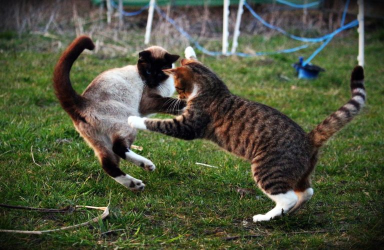 Katze kratzt an Tapete woher es kommt und was du tun kannst katzenschlau.de
