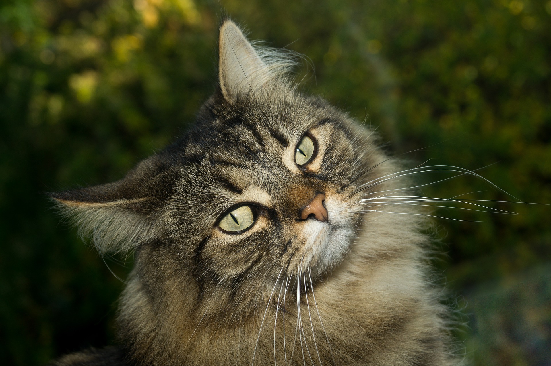 Katze hat immer große Pupillen katzenschlau.de