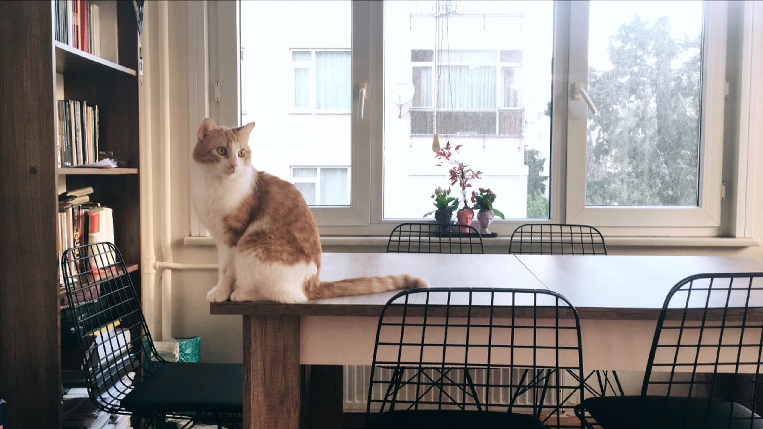 Ruhige Katzenrasse für Wohnung katzenschlau.de