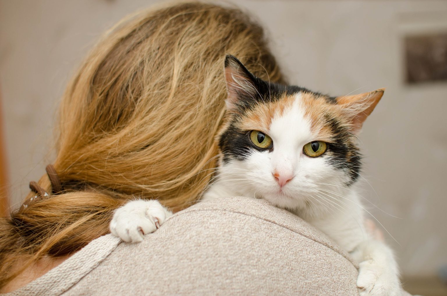 Katze zittert beim Streicheln mögliche Gründe und was du tun solltest katzenschlau.de Katze zittert beim Streicheln mögliche Gründe und was du tun solltest katzenschlau.de