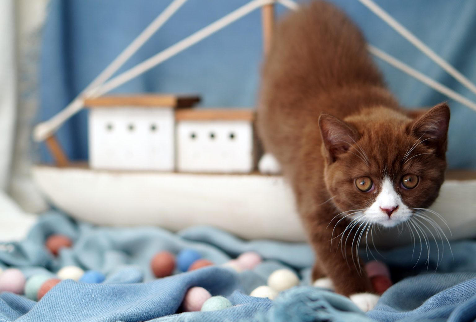 Katze Mit Halskrause Allein Lassen