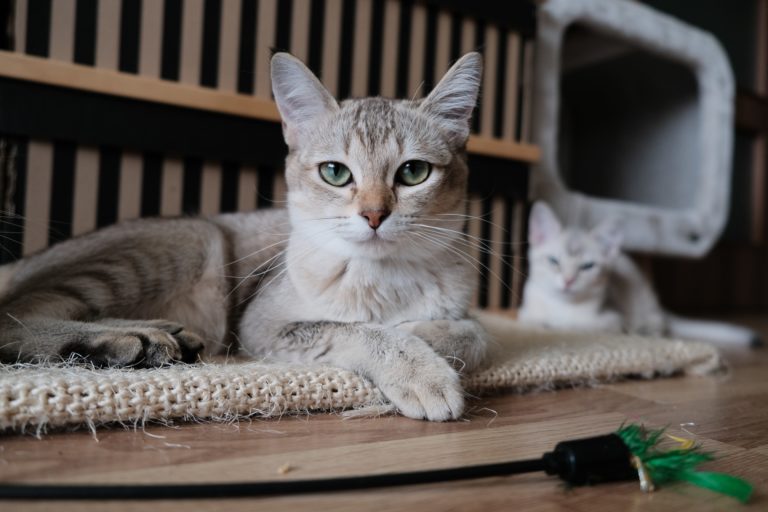 Wie Gewöhne Ich Meiner Katze Das Kratzen An Möbeln Ab Meine Katze hat immer die Krallen draußen | katzenschlau.de