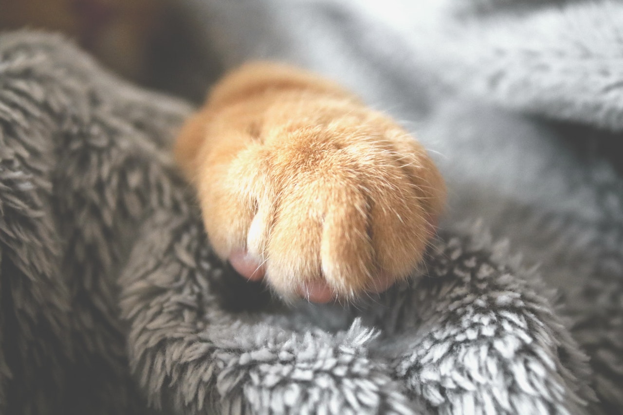 Meine Katze Springt Mich An Und Beißt Warum springt meine Katze mir ans Bein und beißt mich? | katzenschlau.de