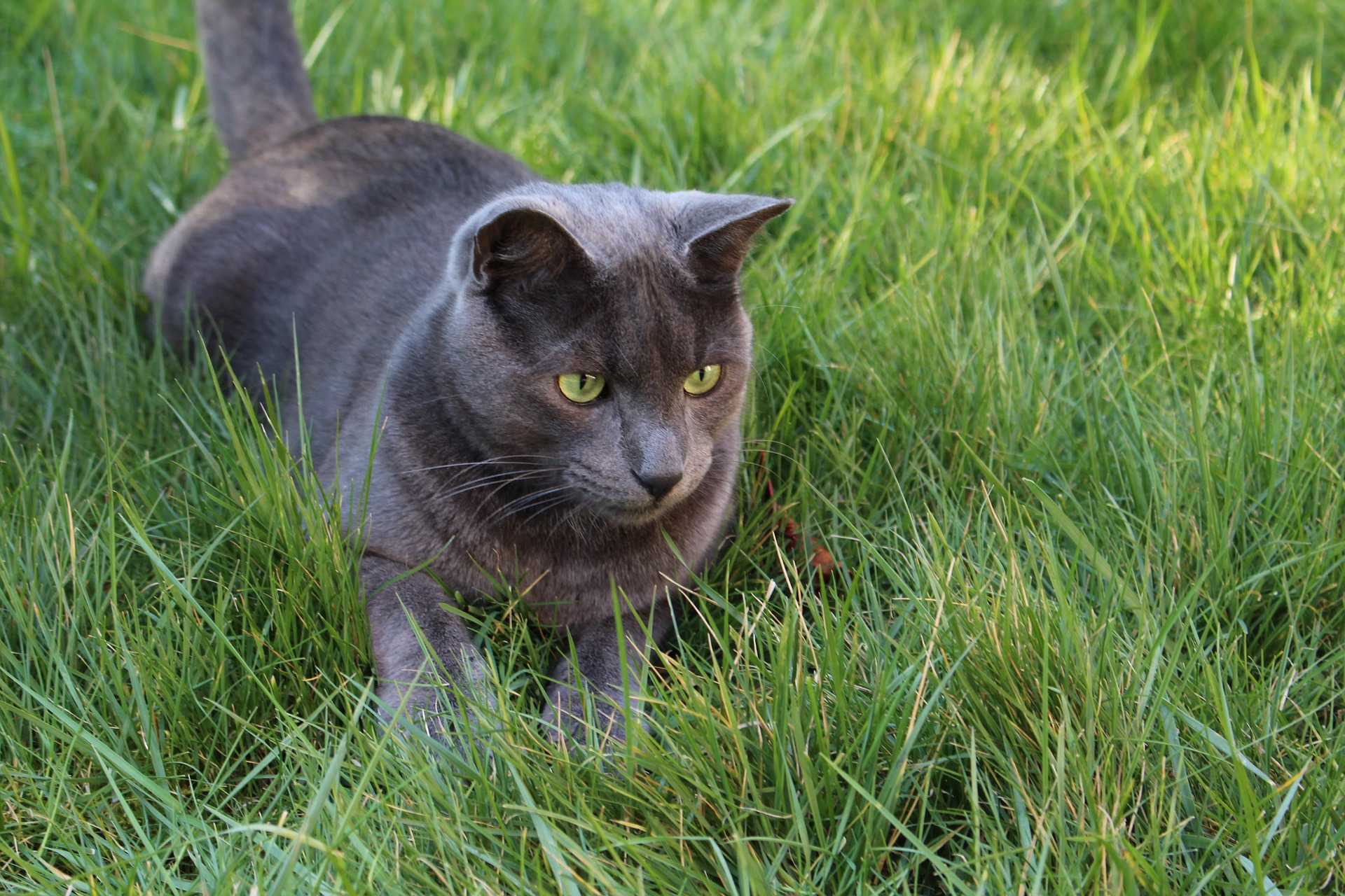 Meine Katze hat immer eine nasse Nase katzenschlau.de