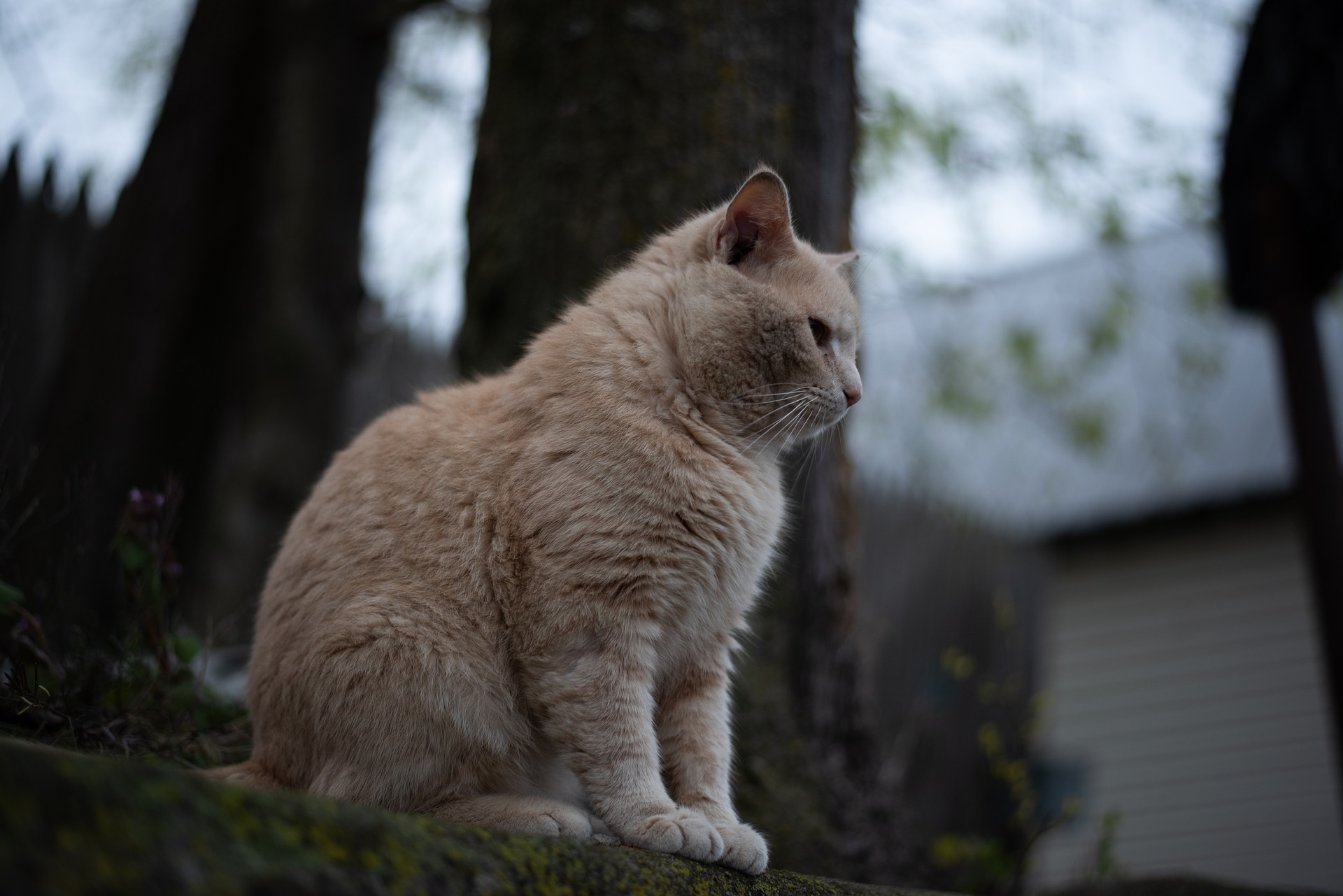 Was tun, wenn die Katze raus will, aber nicht darf? katzenschlau.de