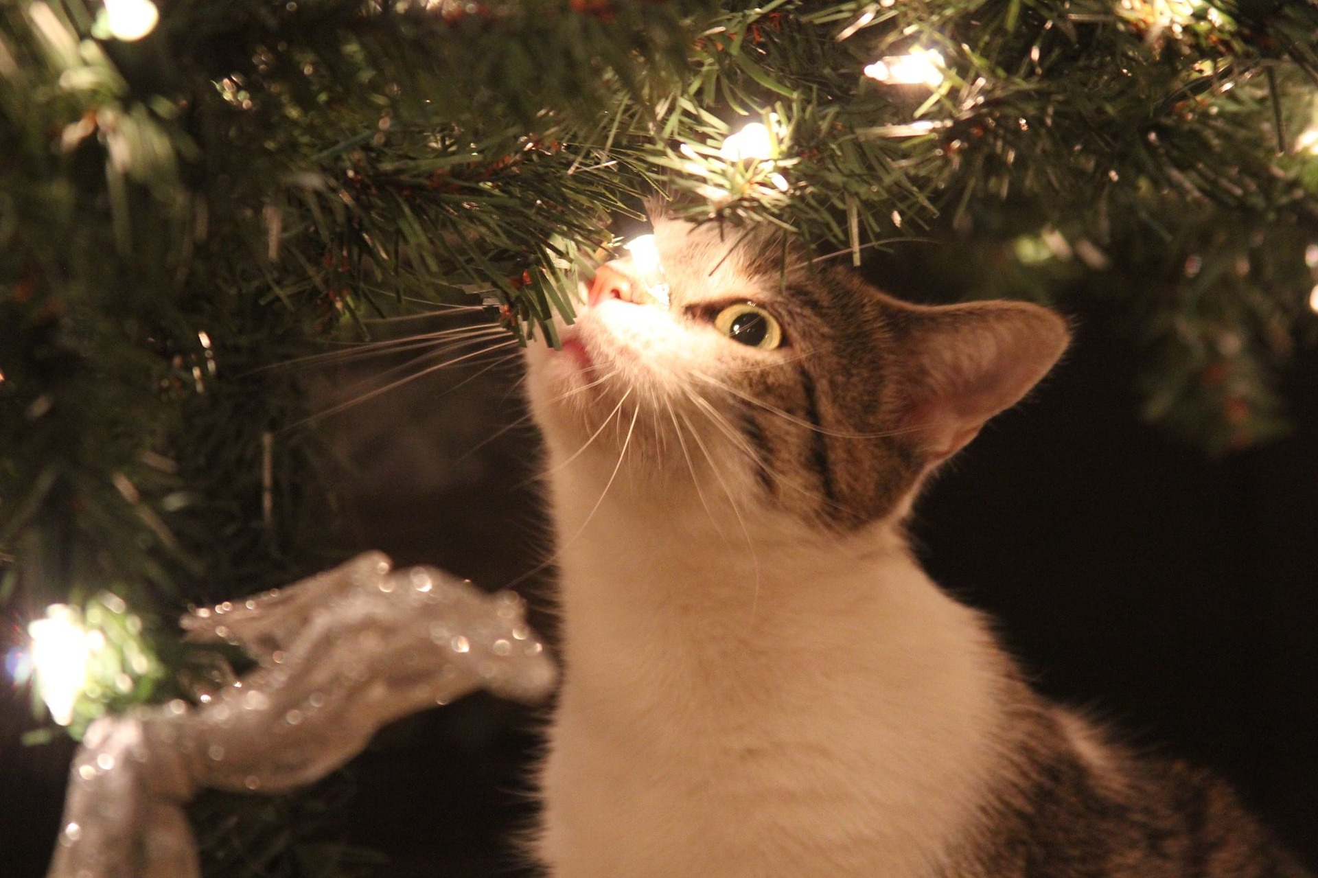 Wie halte ich meine Katze vom Weihnachtsbaum fern? katzenschlau.de