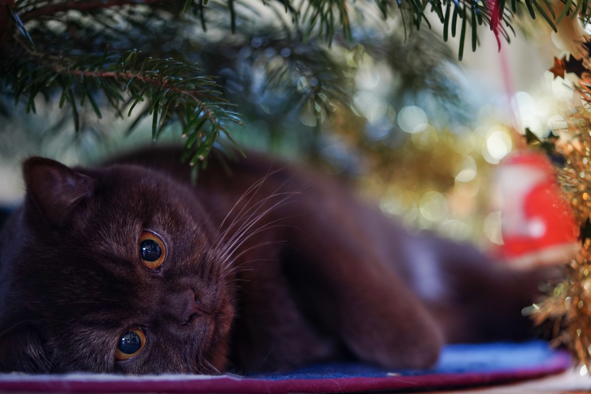Wie halte ich meine Katze vom Weihnachtsbaum fern? katzenschlau.de