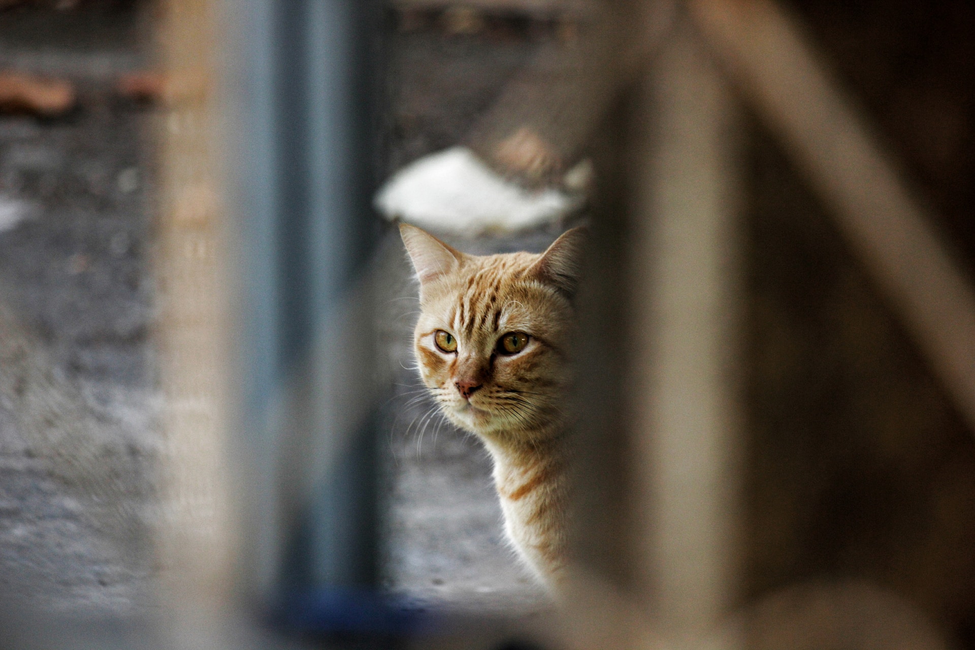 Katze kratzt an Tapete woher es kommt und was du tun kannst katzenschlau.de