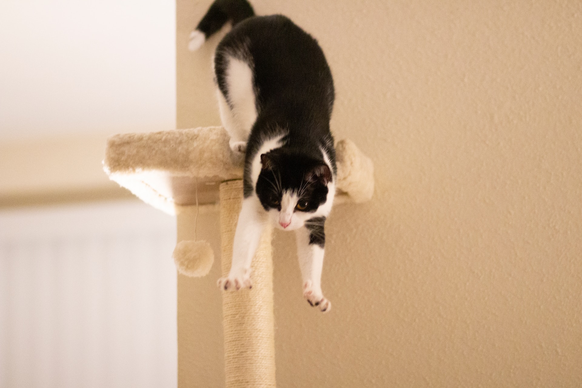 Katze kratzt an der Wand katzenschlau.de