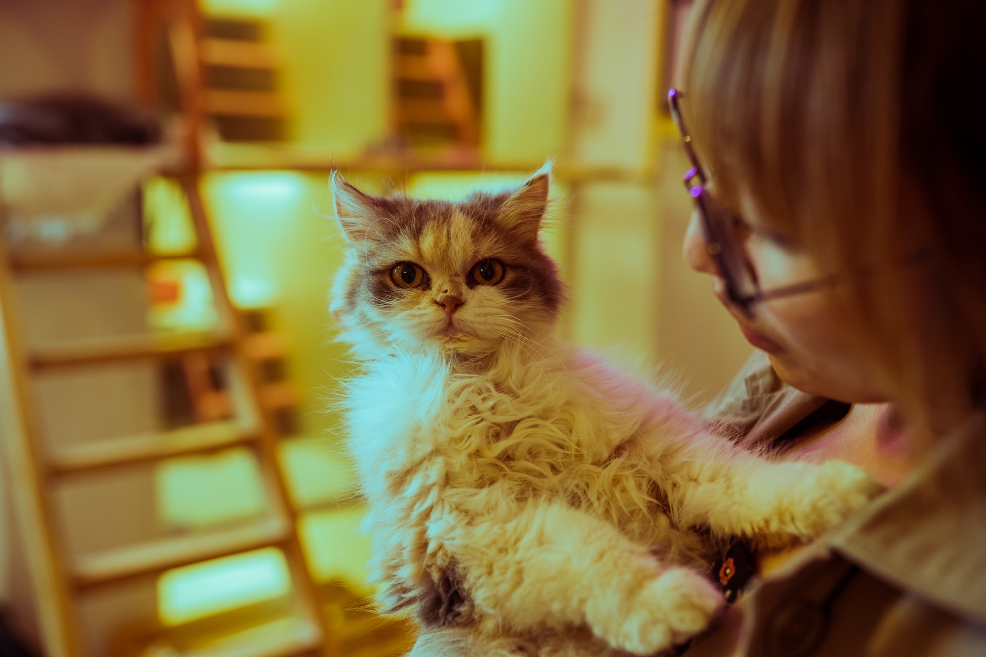Katze will nicht mehr ins Haus | katzenschlau.de