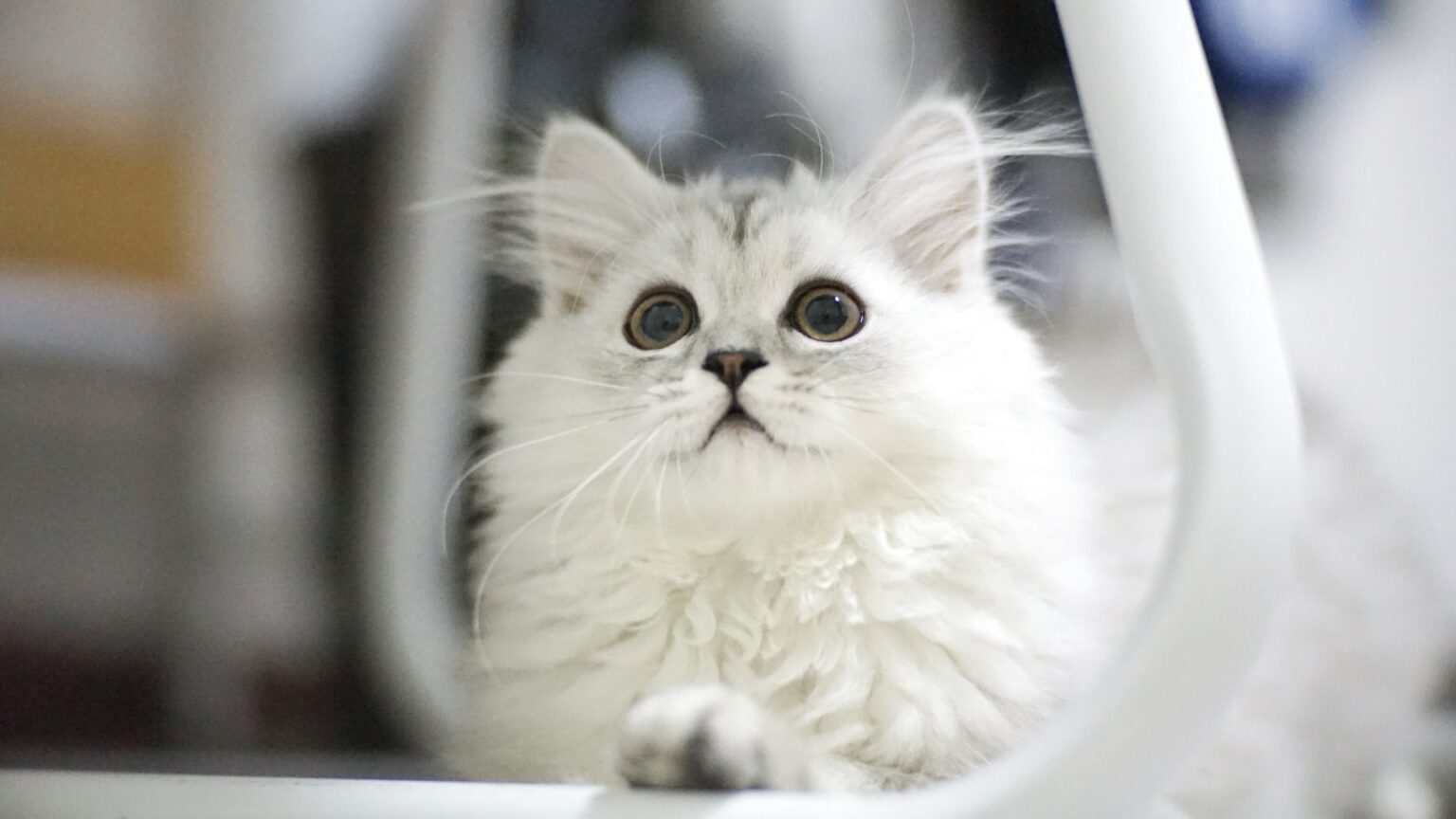 Welchen Geruch mögen Katzen nicht? | katzenschlau.de