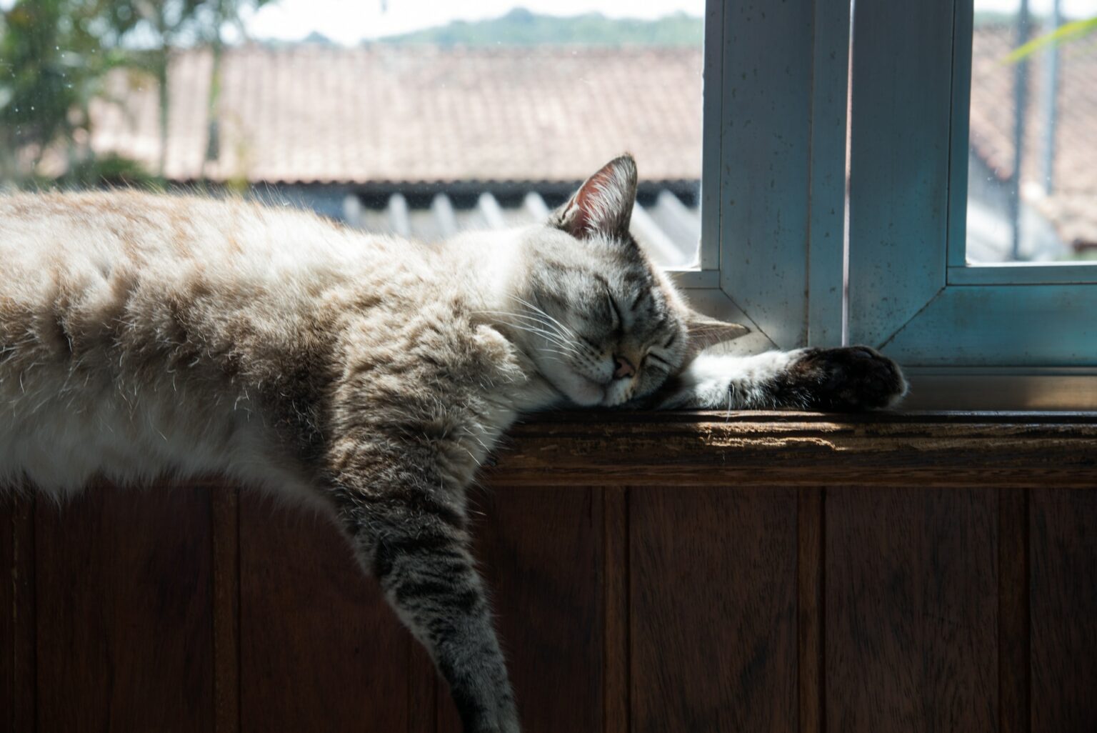 Katze will nicht raus katzenschlau.de