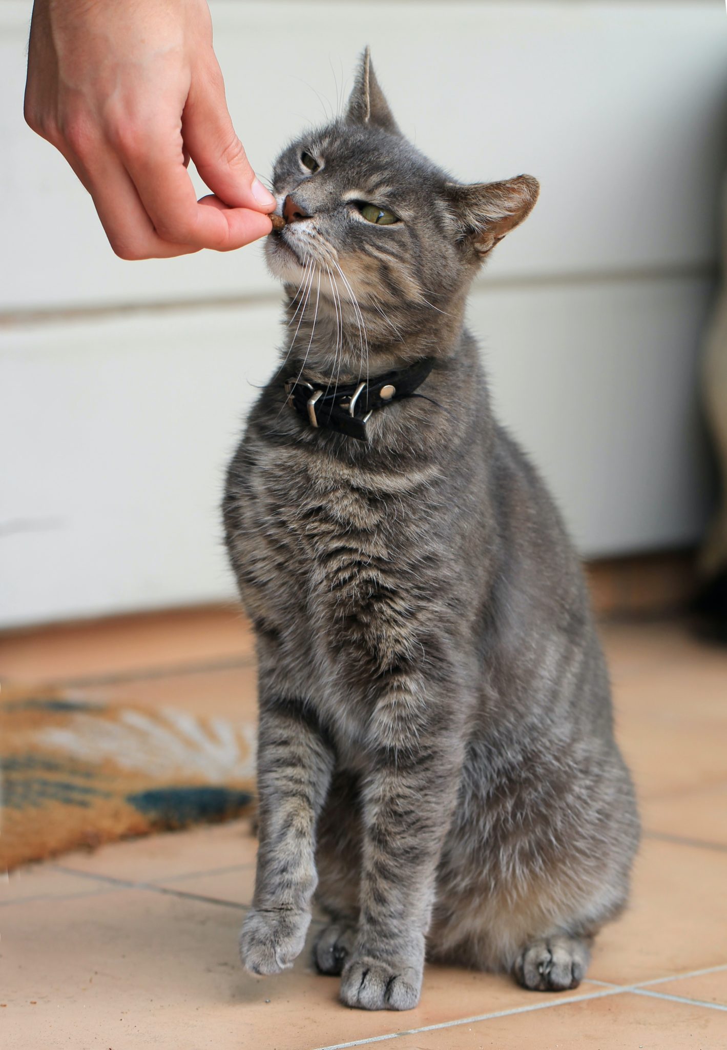 Stubenreine Katze Kotet Plötzlich In Die Wohnung Katze kotet auf Teppich | katzenschlau.de