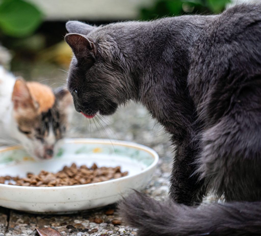 Dieses Bild hat ein leeres Alt-Attribut. Der Dateiname ist katze_futter-1024x923.jpg