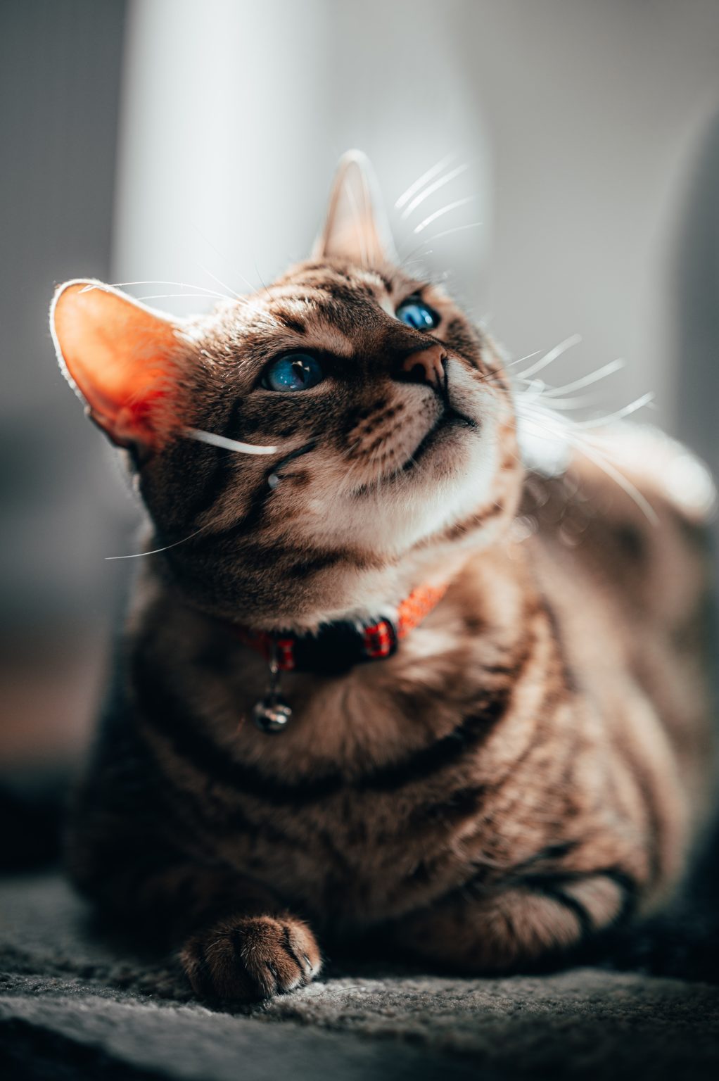 Meine Katze gurrt katzenschlau.de Meine Katze gurrt katzenschlau.de