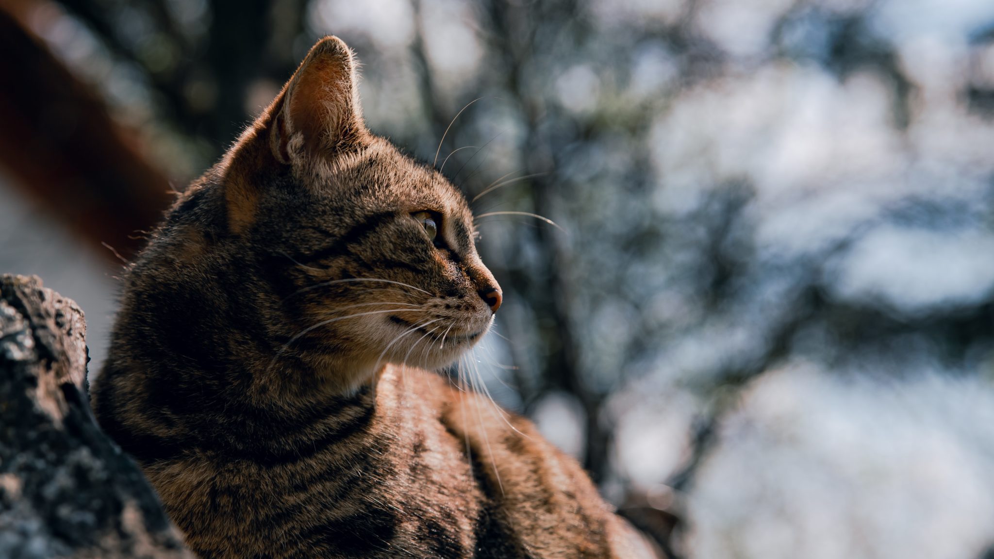 Mögen Katzen es warm oder kalt? katzenschlau.de
