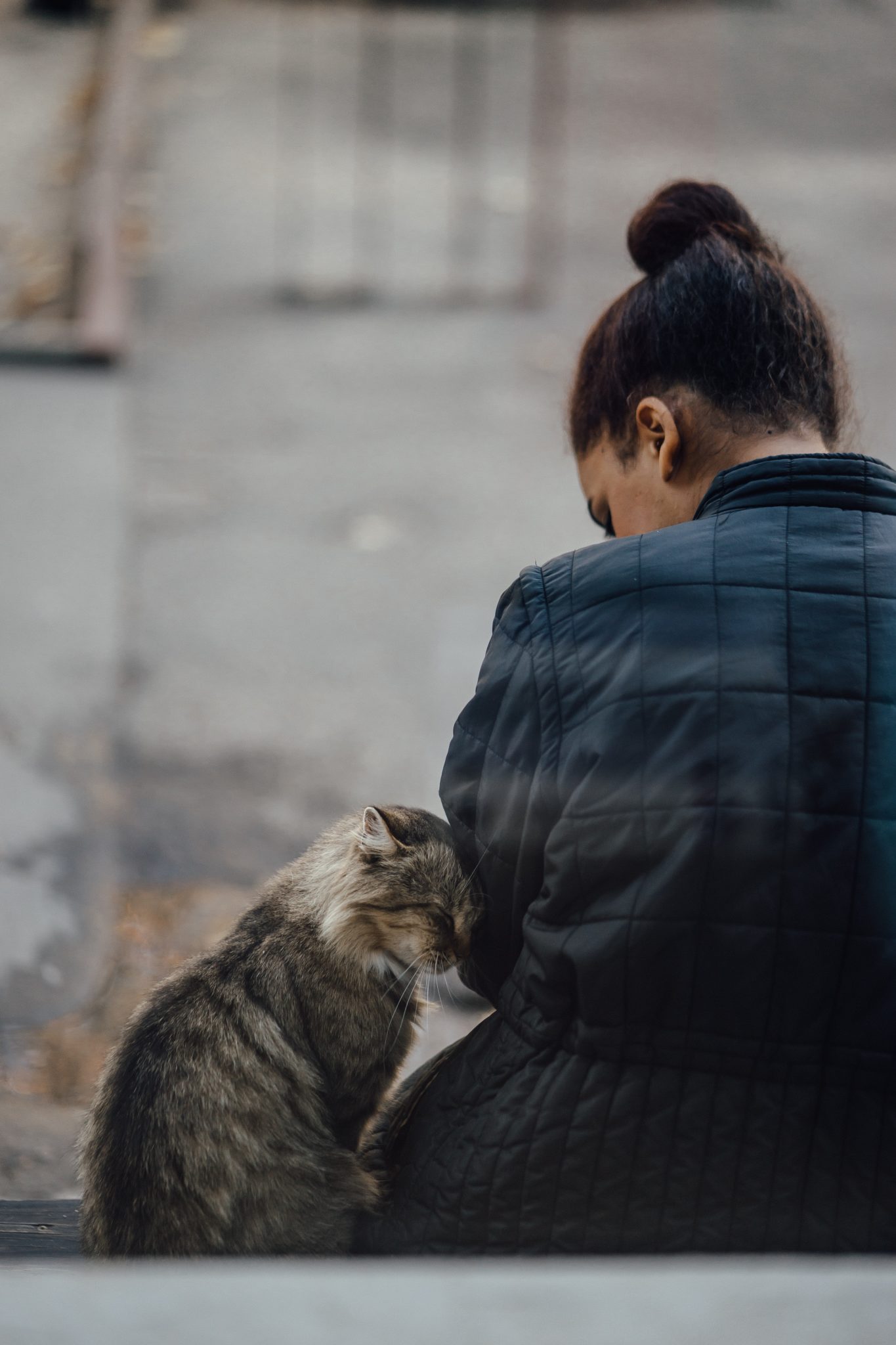 Katze ist tot, was soll ich machen? katzenschlau.de
