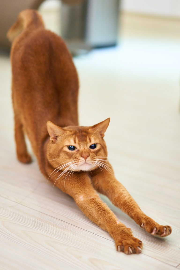 Warum Wackeln Katzen Mit Dem Po