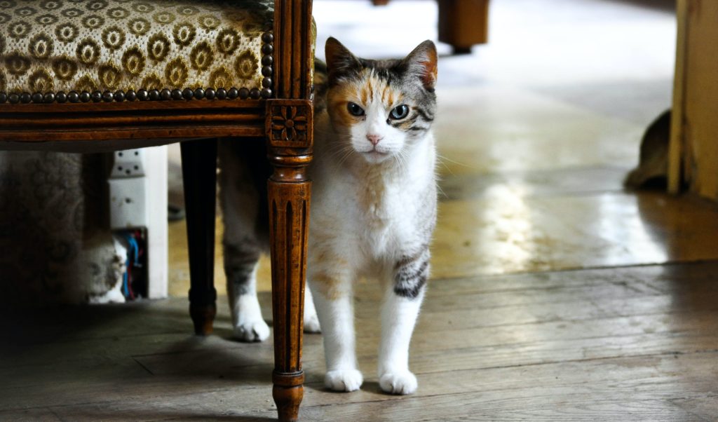 Katze Kotet Vor Angst