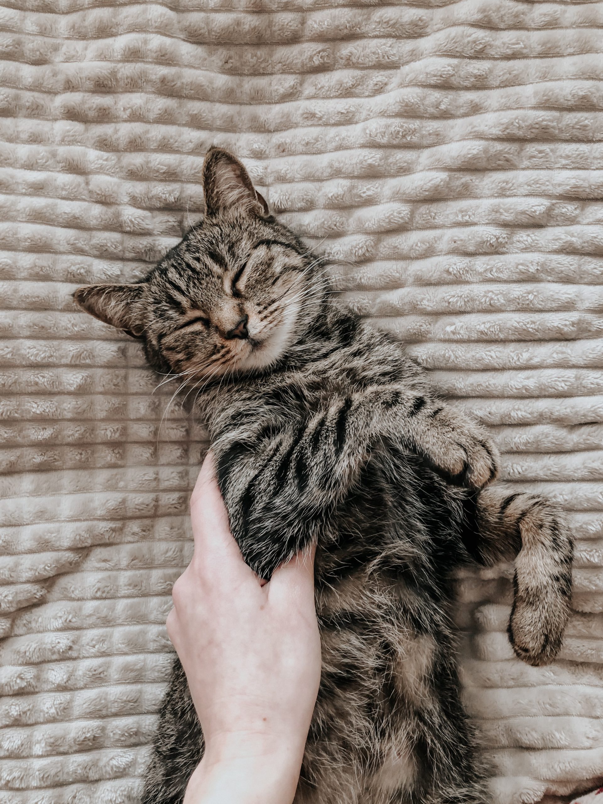 Katze schnurrt und wedelt mit dem Schwanz katzenschlau.de