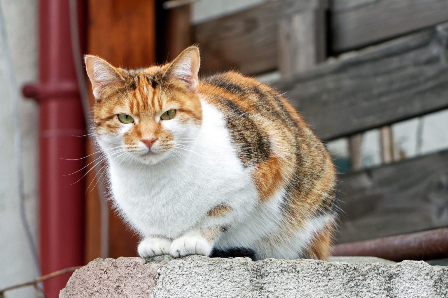 Meine Katze hat immer eine nasse Nase katzenschlau.de