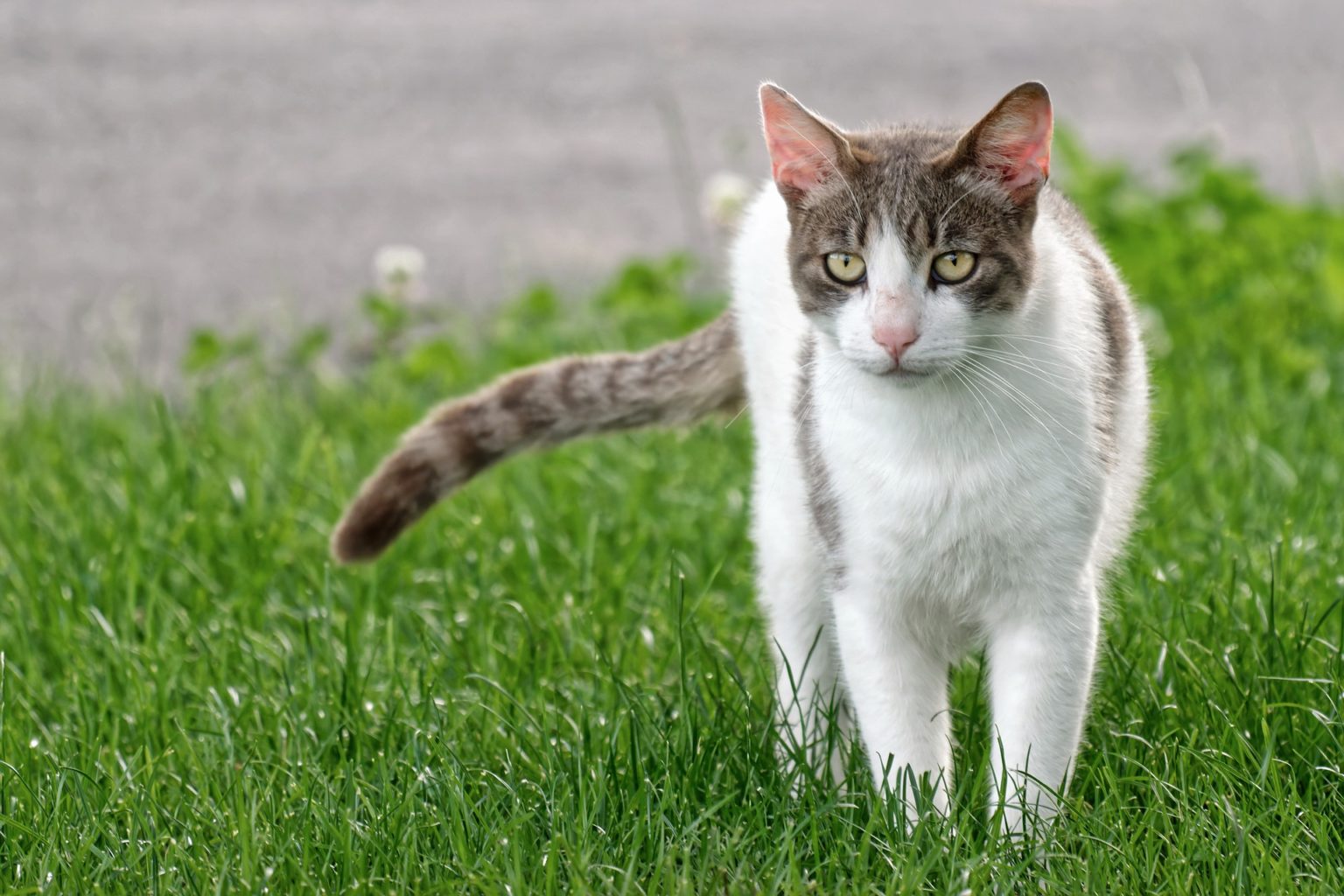 Was tun, wenn die Katze raus will, aber nicht darf? katzenschlau.de
