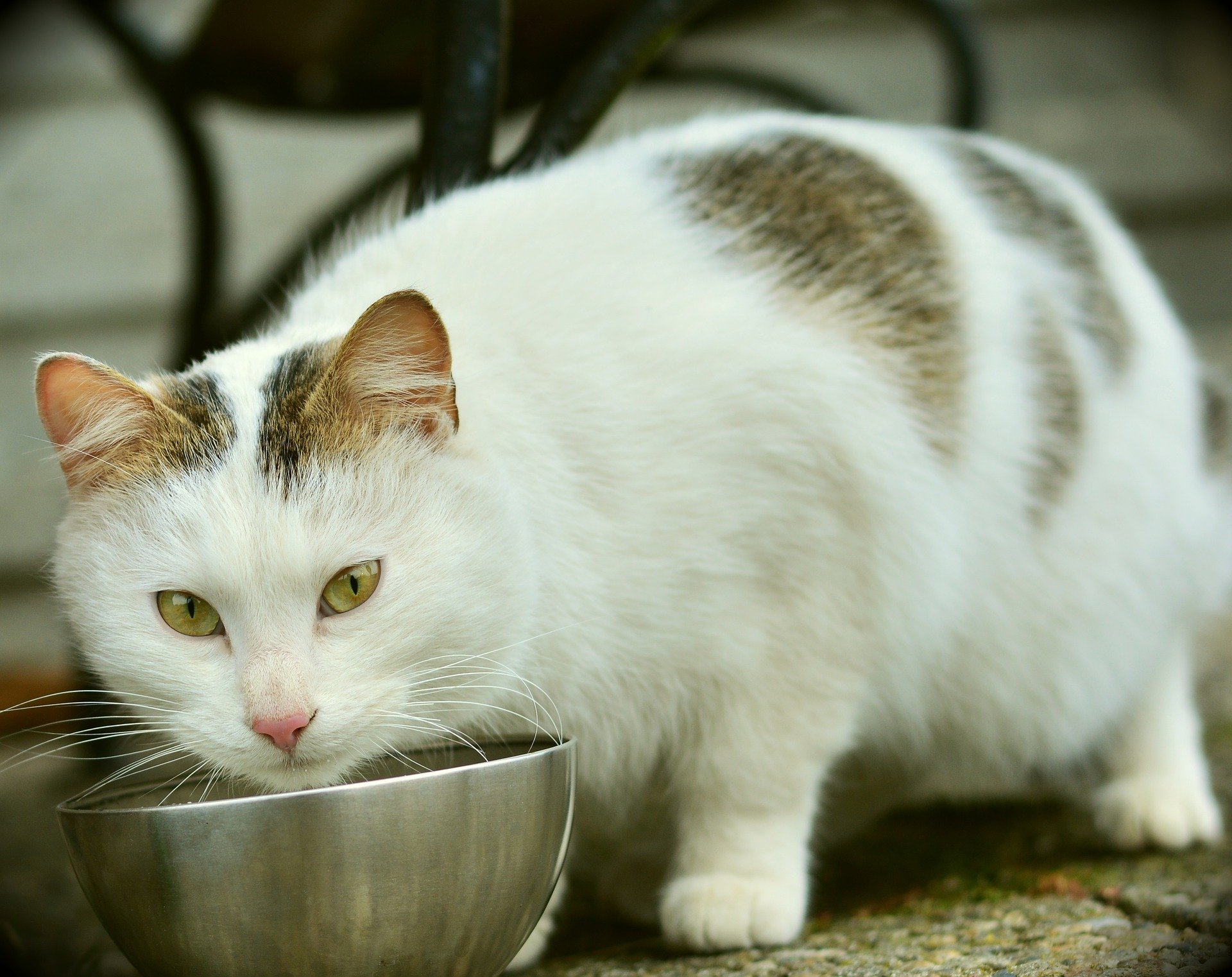 Was tun, wenn die Katze raus will, aber nicht darf? katzenschlau.de