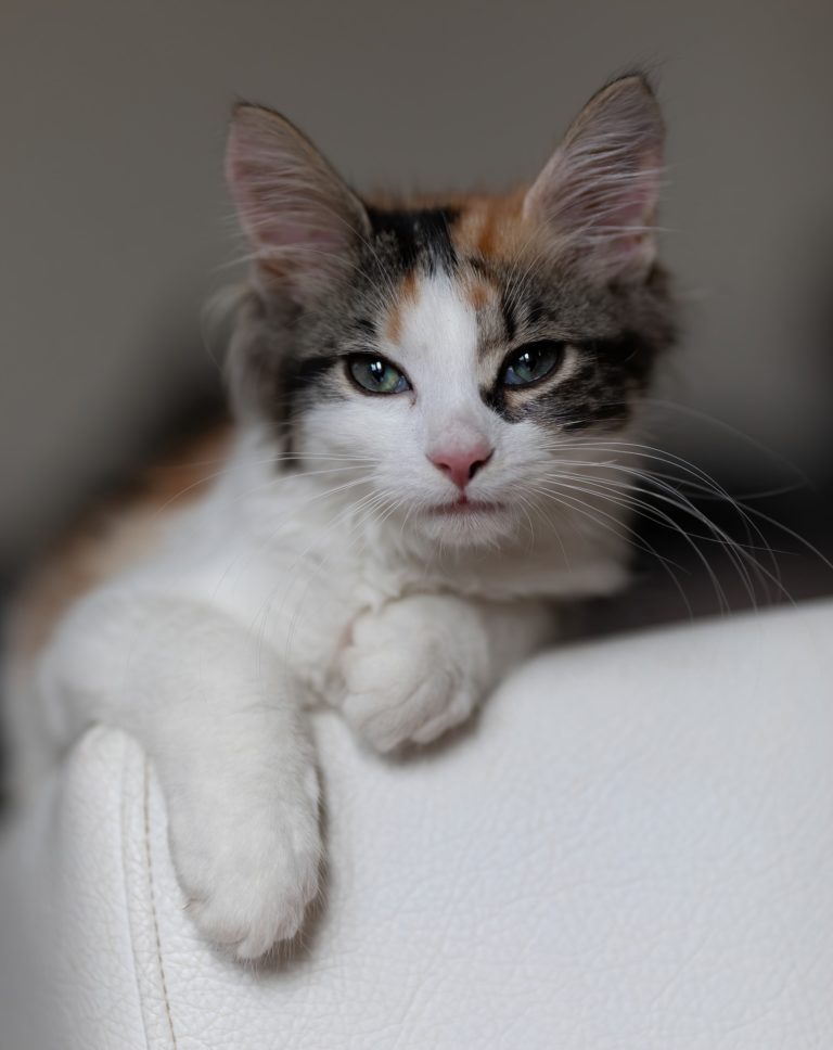 Katze hat geschwollene Pfote katzenschlau.de