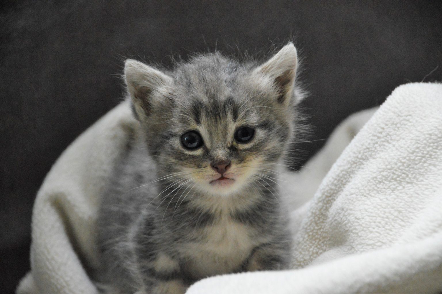 Katze Wird Immer Dünner Und Schläft Viel Wie mache ich bei einer Katze die Fellpflege? | katzenschlau.de