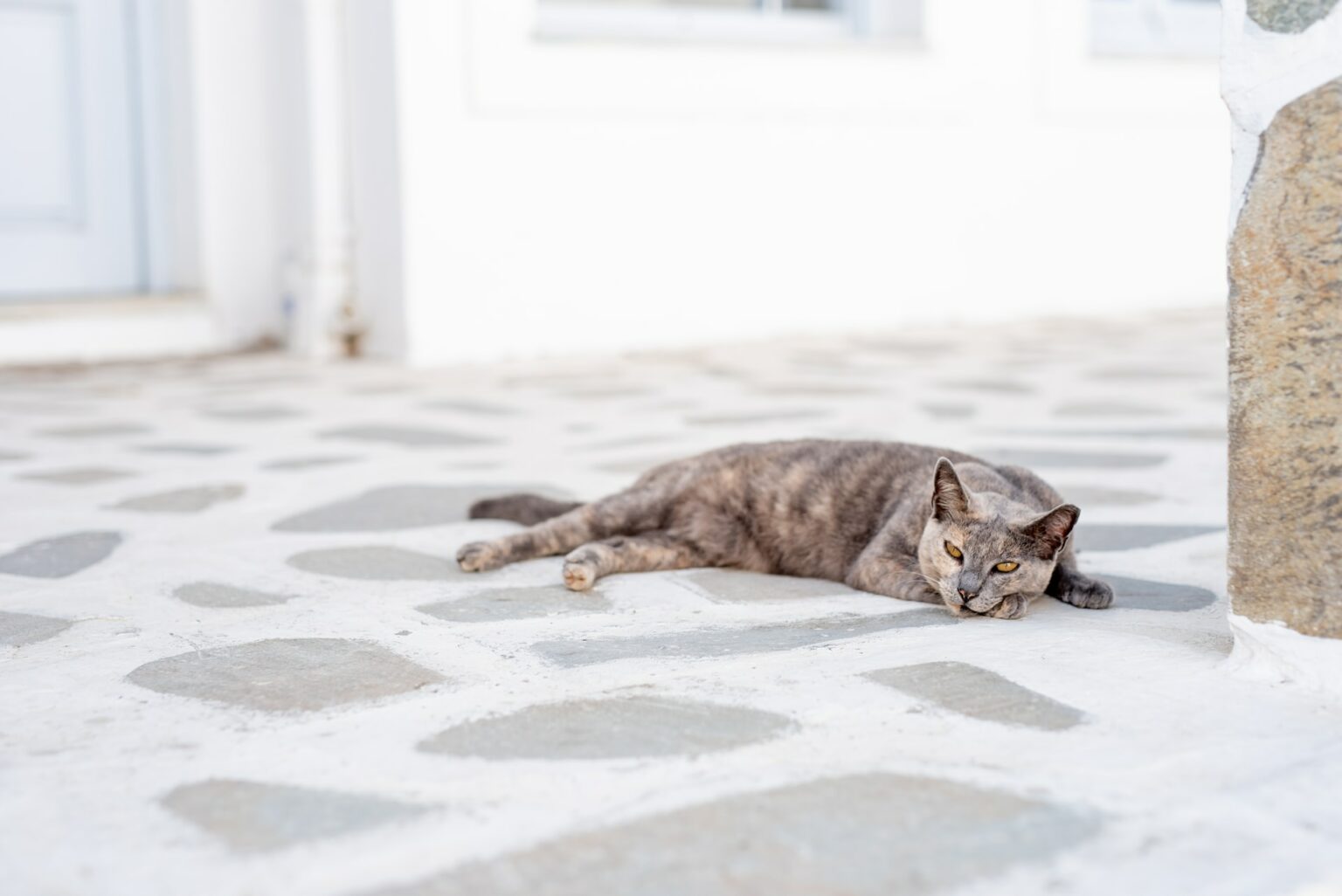 Meine Katze gurrt katzenschlau.de
