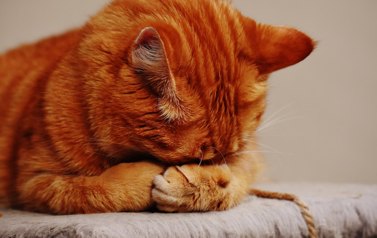 Meine Katze hat immer eine nasse Nase katzenschlau.de