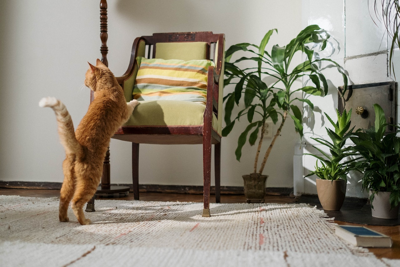 Katze kratzt an der Wand katzenschlau.de