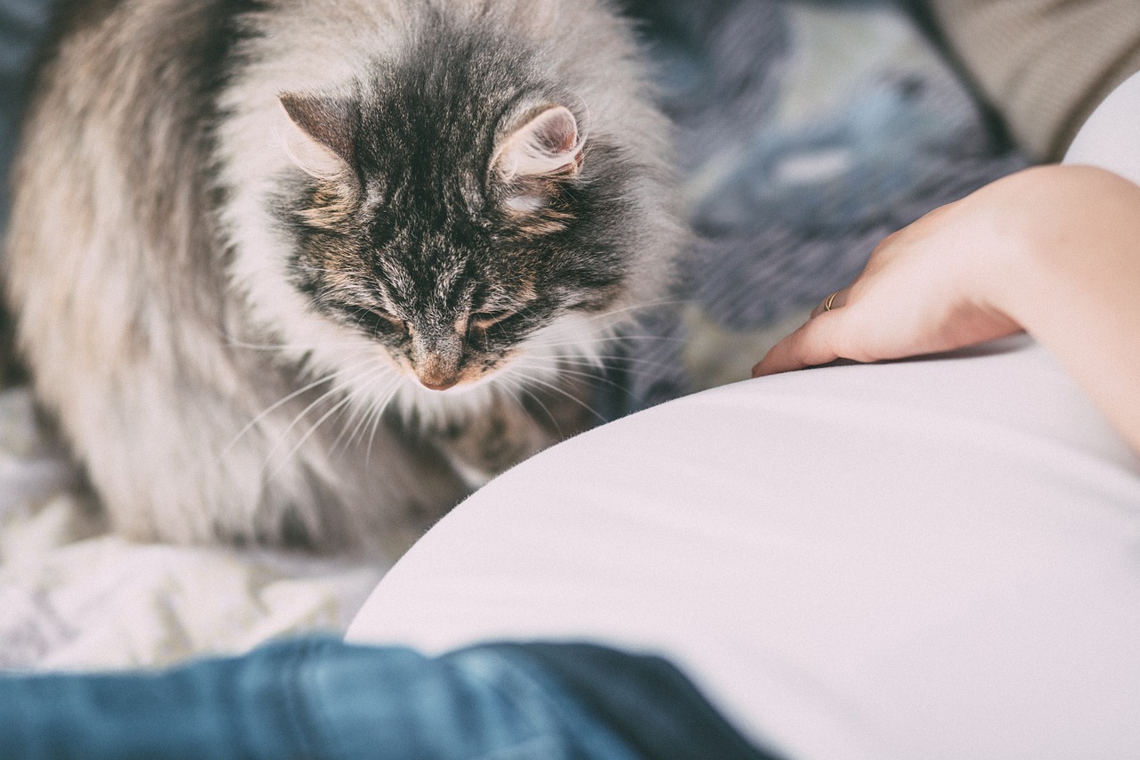 Katze kuschelt plötzlich viel Plötzliche Kuschelattacken Warum deine Katze auf einmal so viel
