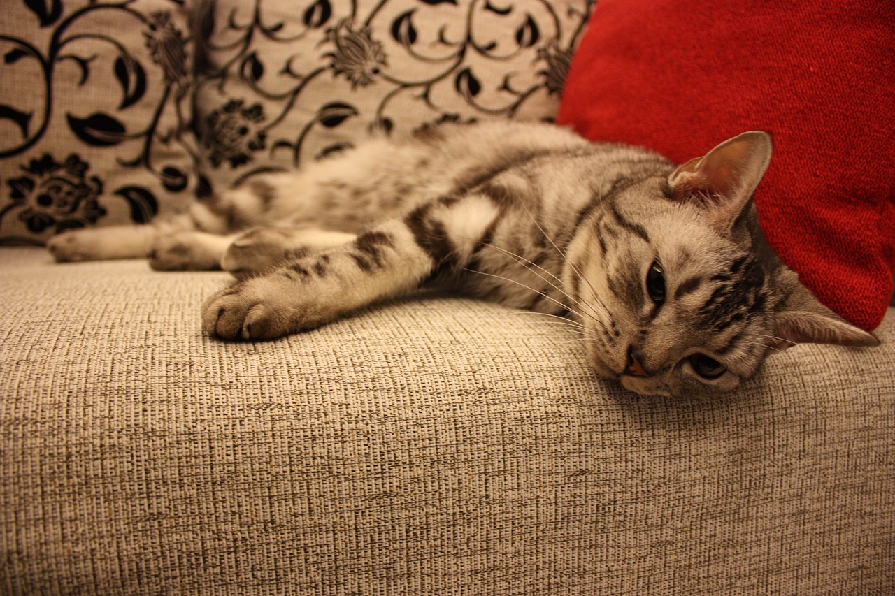 Stubenreine Katze Kotet Plötzlich In Die Wohnung Katze kotet auf Sofa | katzenschlau.de