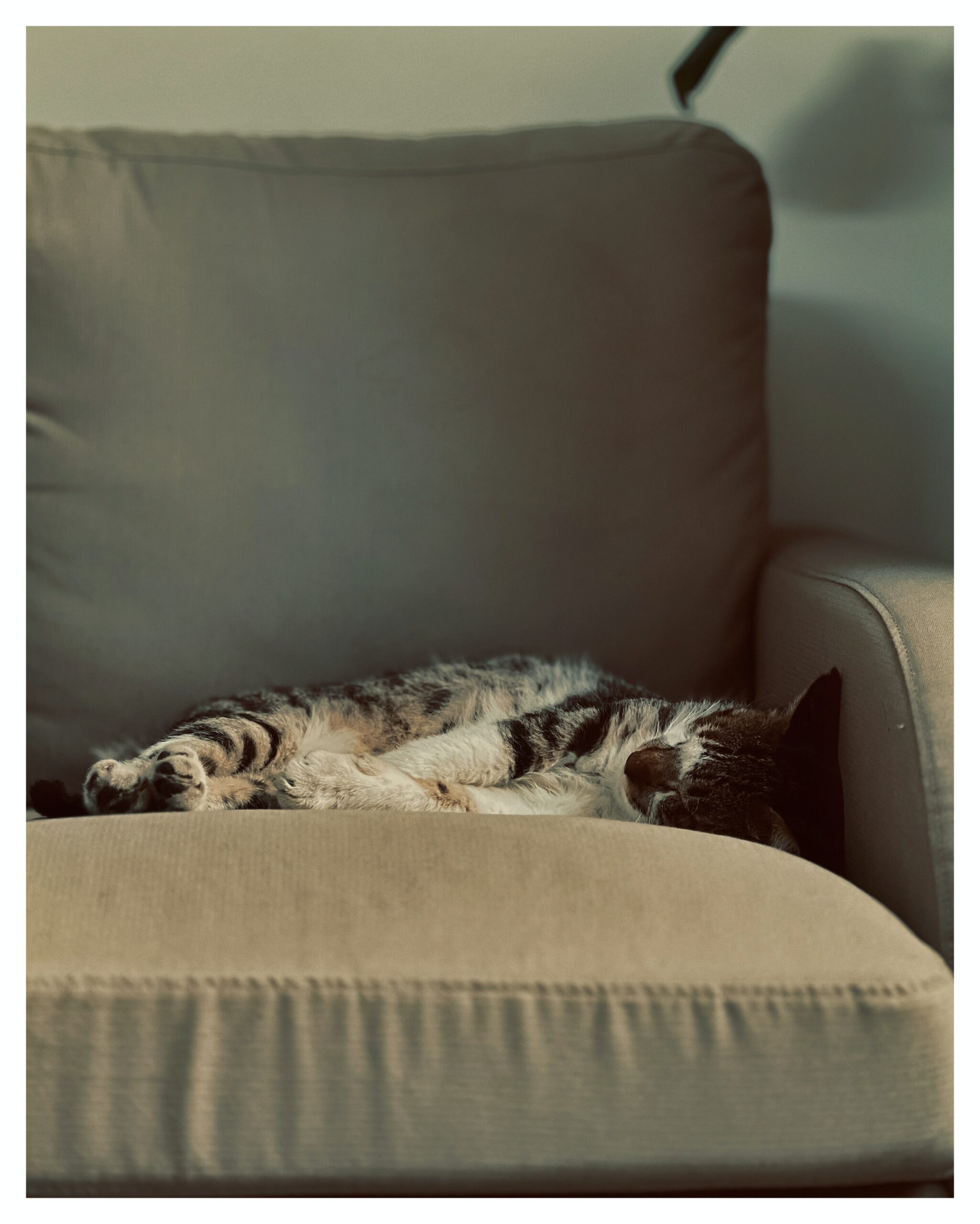 Katze versteckt sich unterm Sofa katzenschlau.de