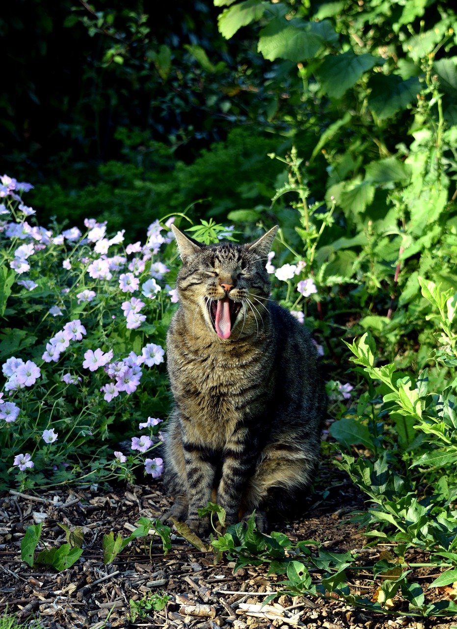 Welchen Geruch mögen Katzen nicht? | katzenschlau.de