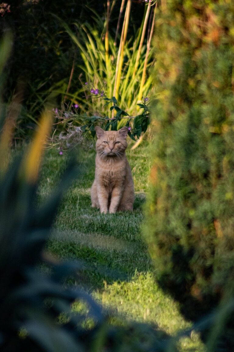 Katze will nicht mehr ins Haus | katzenschlau.de
