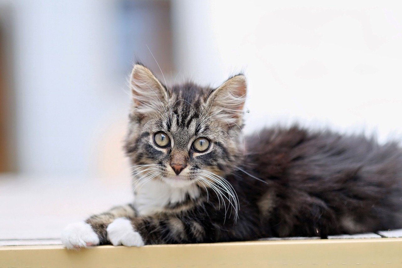 Katze Miaut Im Schlaf