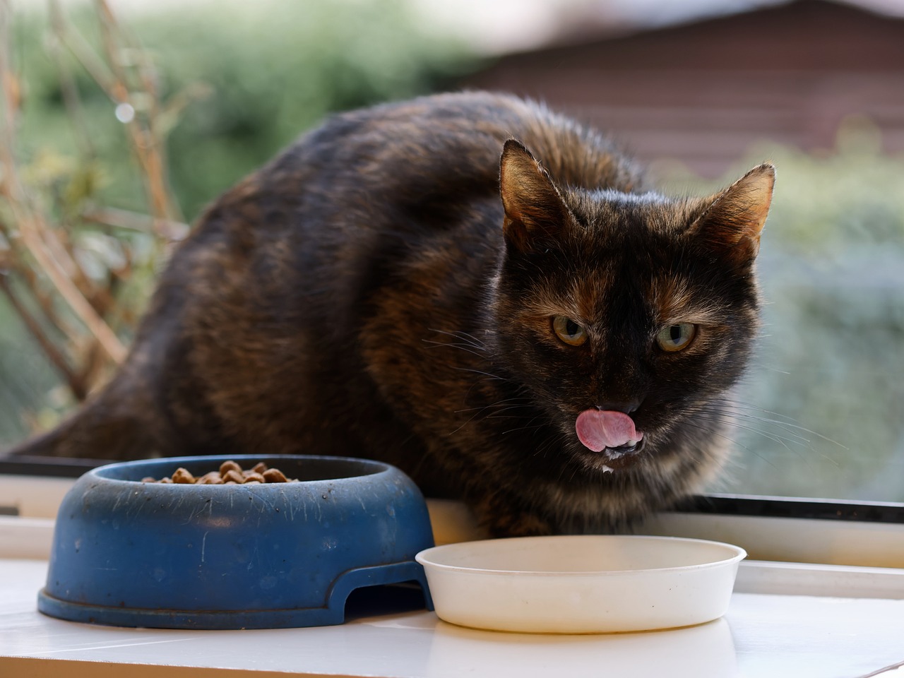 Dürfen Katzen Joghurt essen? katzenschlau.de