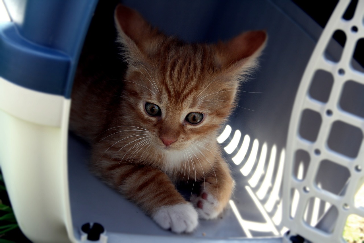 Stubenreine Katze Kotet Plötzlich In Die Wohnung Katze kotet in Transportbox | katzenschlau.de